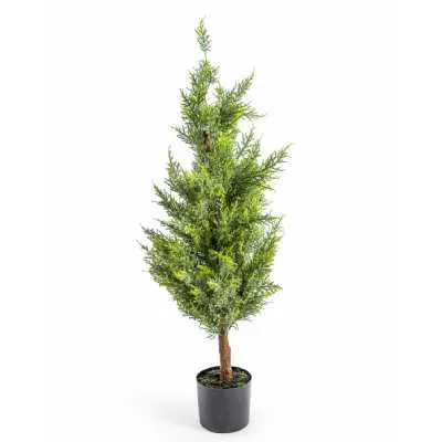 Large Potted Conifer Tree