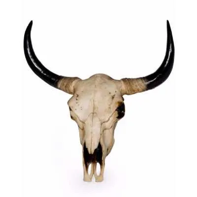 Wall Mounted Bison Animal Skull Head